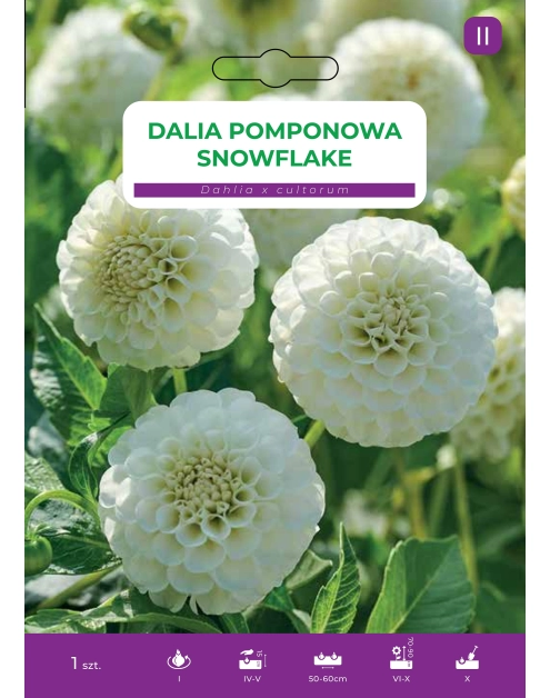 Zdjęcie: Dalia ogrodowa Snowflake LEGUTKO