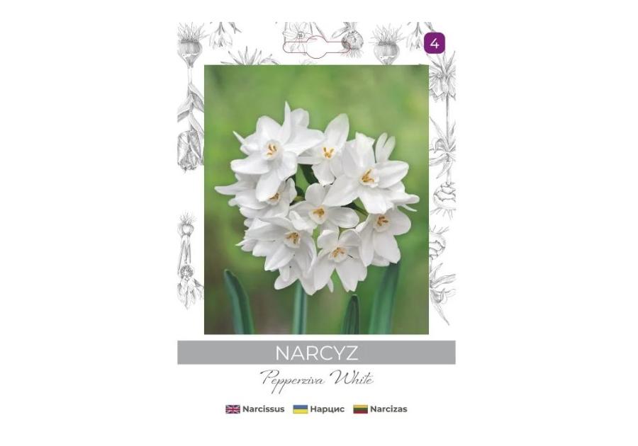 Zdjęcie: Narcyz Pepperziva White biały 3 sztuki W.LEGUTKO