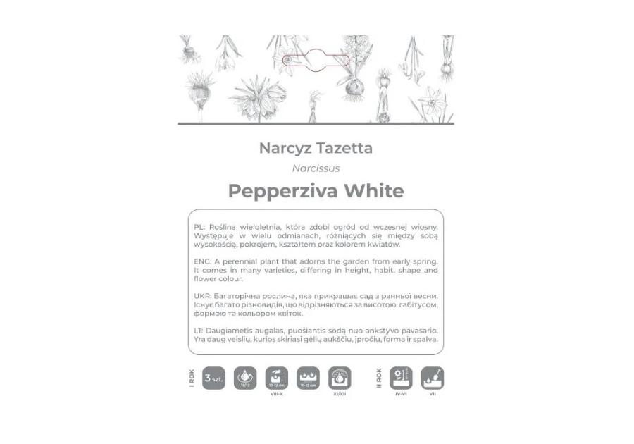 Zdjęcie: Narcyz Pepperziva White biały 3 sztuki W.LEGUTKO