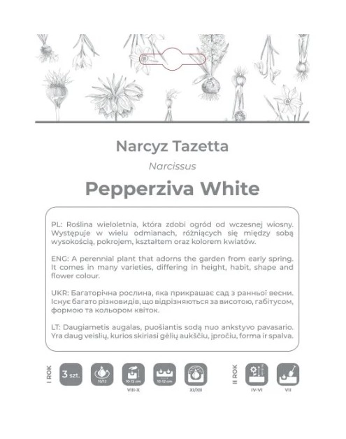 Zdjęcie: Narcyz Pepperziva White biały 3 sztuki W.LEGUTKO