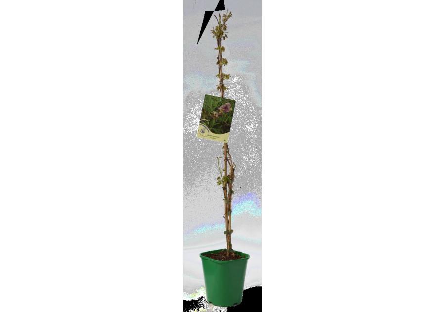 Zdjęcie: Akebia C2 CLEMATIS