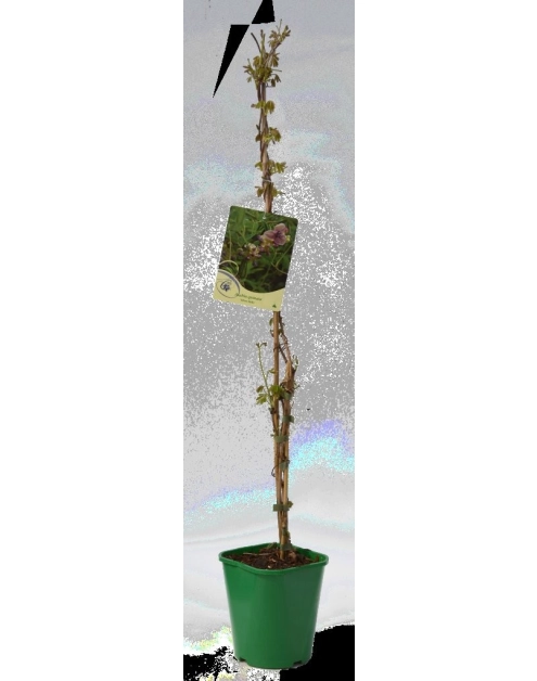 Zdjęcie: Akebia C2 CLEMATIS