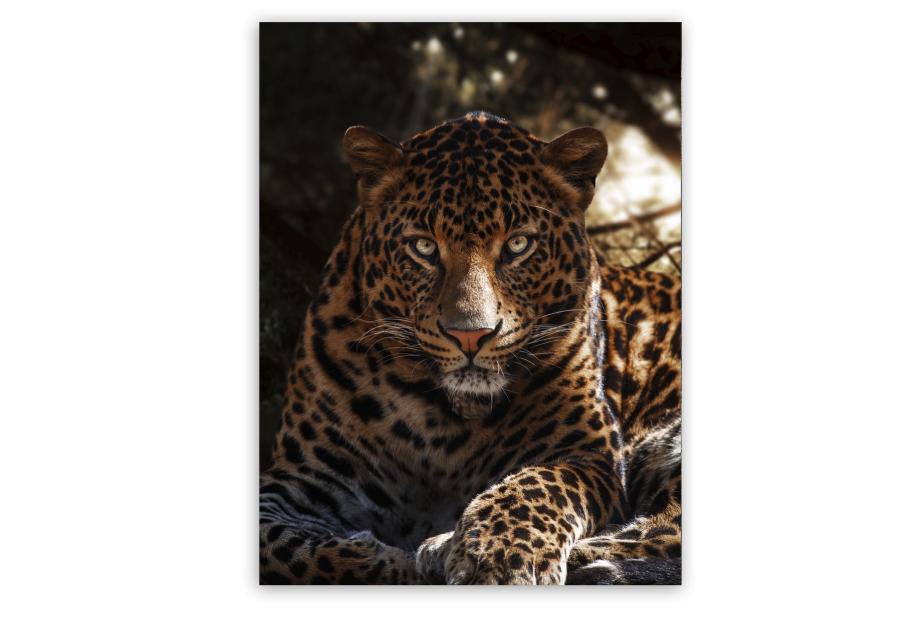 Zdjęcie: Obraz Canvas 60x80 cm Ex626 Leo STYLER