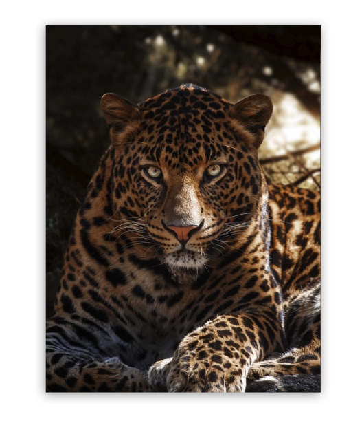 Zdjęcie: Obraz Canvas 60x80 cm Ex626 Leo STYLER