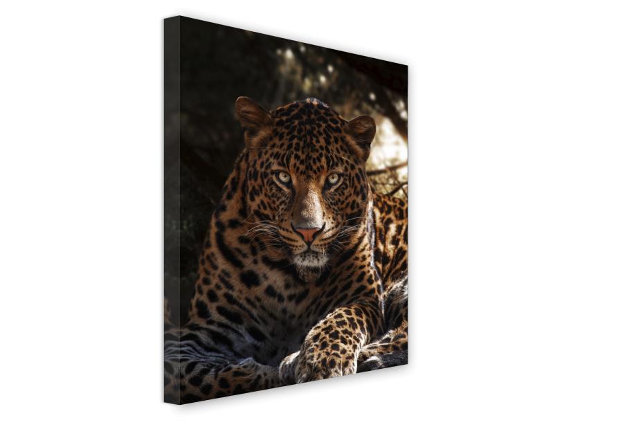 Zdjęcie: Obraz Canvas 60x80 cm Ex626 Leo STYLER