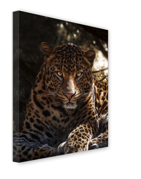 Zdjęcie: Obraz Canvas 60x80 cm Ex626 Leo STYLER