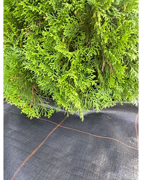 Zdjęcie: Tkanina ściółkująca czarna 140 g Agrola Hydro Fiber Mat 1 x 10 m AGRIMPEX