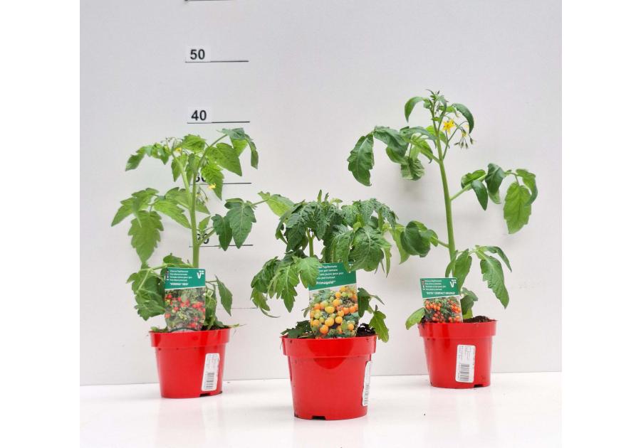 Zdjęcie: Pomidor koktajlowy mix 4 FLOWER