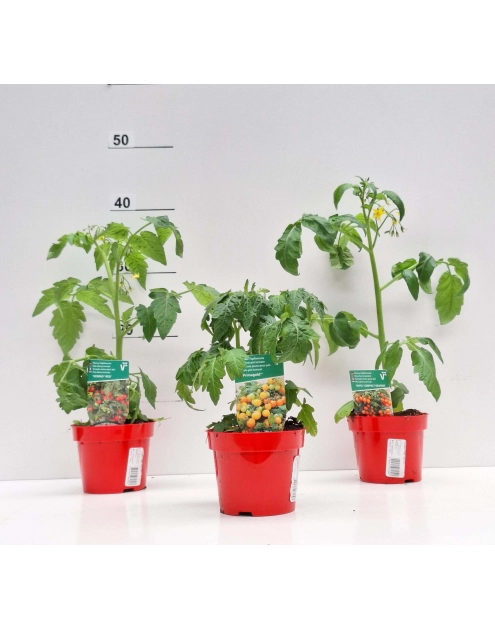 Zdjęcie: Pomidor koktajlowy mix 4 FLOWER