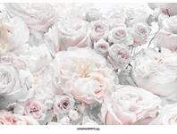 Zdjęcie: Fototapeta  Spring Roses VENA