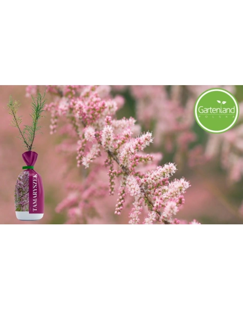 Zdjęcie: Tamaryszek balot-folia GARTENLAND