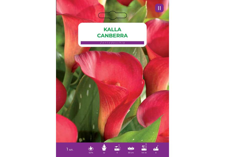 Zdjęcie: Kalla Pink LEGUTKO