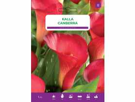 Kalla Pink LEGUTKO