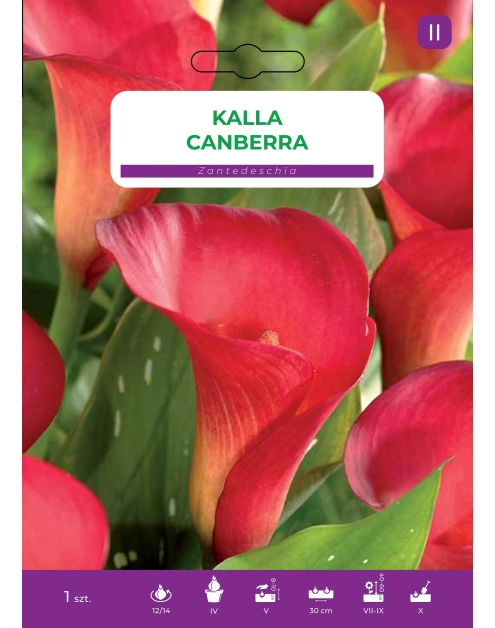 Zdjęcie: Kalla Pink LEGUTKO