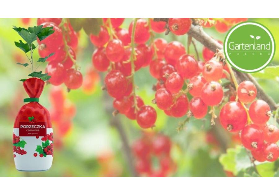 Zdjęcie: Porzeczka czerwona GARTENLAND