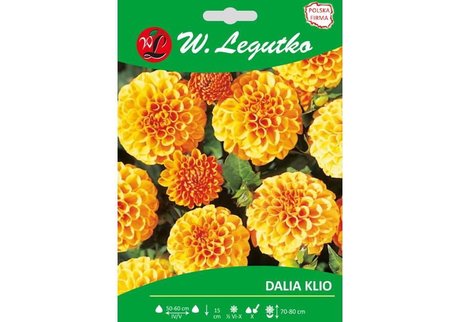Zdjęcie: Dalia ogrodowa Klio seria tradycyjna W.LEGUTKO