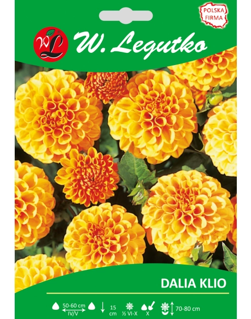 Zdjęcie: Dalia ogrodowa Klio seria tradycyjna W.LEGUTKO
