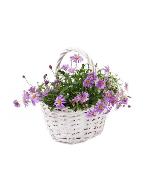 Zdjęcie: Koszyk z uchwytem 21x16x11/25 cm biały TIN TOURS