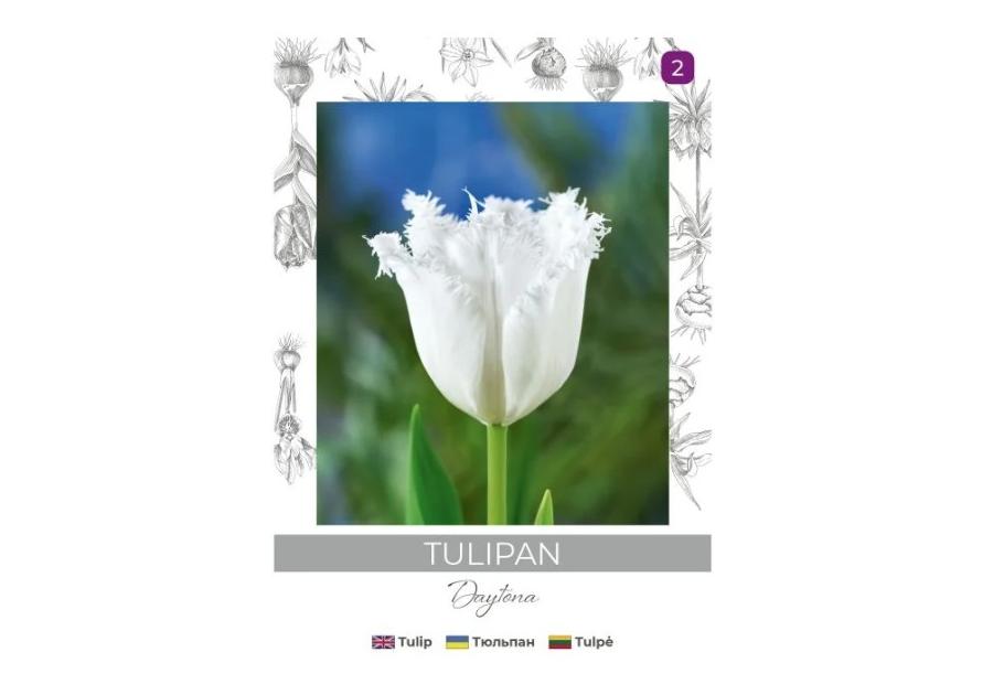 Zdjęcie: Tulipan Daytona biały 3 sztuki W.LEGUTKO