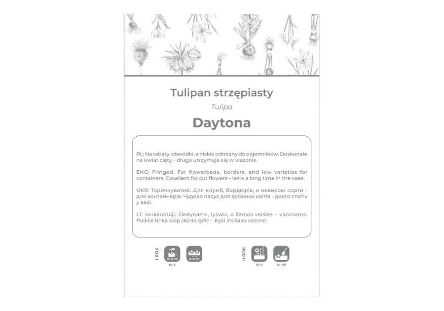 Zdjęcie: Tulipan Daytona biały 3 sztuki W.LEGUTKO