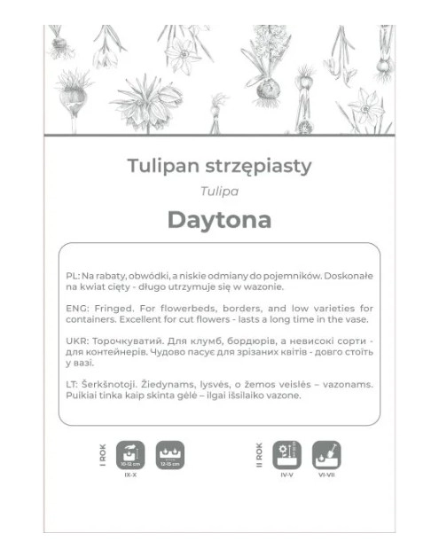 Zdjęcie: Tulipan Daytona biały 3 sztuki W.LEGUTKO