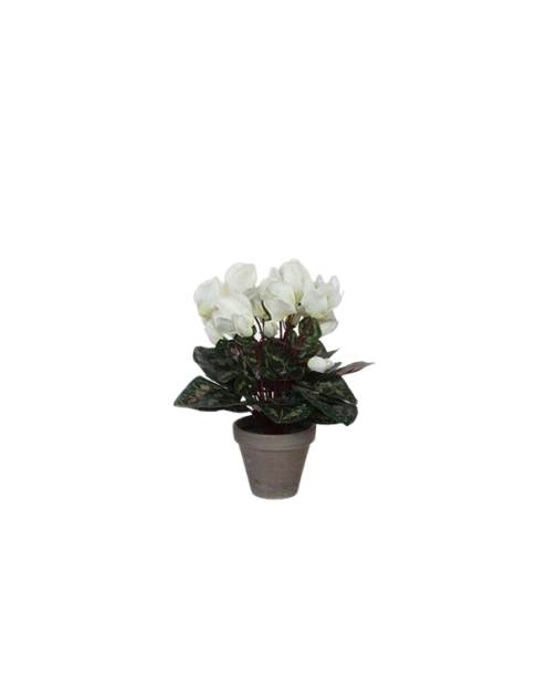 Zdjęcie: Cyclamen biały w ceramicznej doniczce 11,5 cm - 30x30 cm DIRECT HG