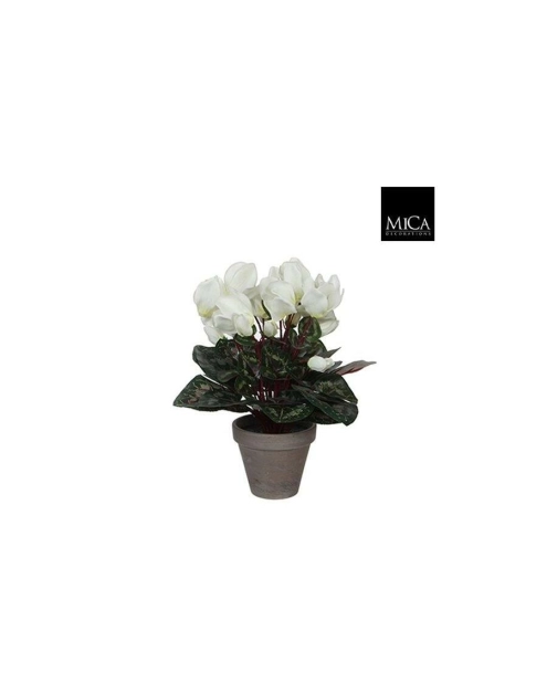 Zdjęcie: Cyclamen biały w ceramicznej doniczce 11,5 cm - 30x30 cm DIRECT HG