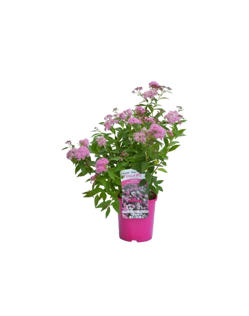 Zdjęcie: Tawuła japońska Genpei C2 CLEMATIS