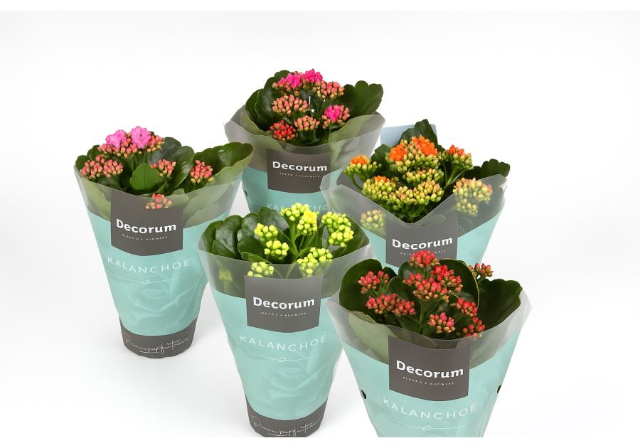 Zdjęcie: Kwiat doniczkowy Kalanchoe KAMA