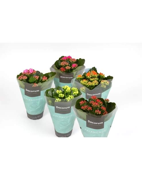 Zdjęcie: Kwiat doniczkowy Kalanchoe KAMA