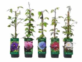 Powojnik pełne kwiaty mix P9 CLEMATIS