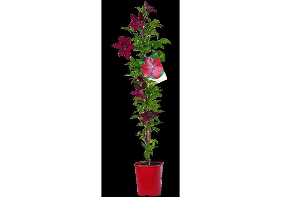 Zdjęcie: Powojnik wielkokwiatowy C2 CLEMATIS
