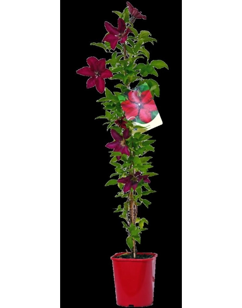 Zdjęcie: Powojnik wielkokwiatowy C2 CLEMATIS