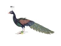 Zdjęcie: Figurka pawia ze złożonym ogonem Peacky 0,28 x 0,94 x 0,52 m NORTENE