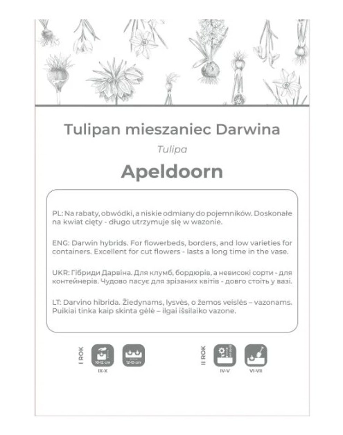 Zdjęcie: Tulipan Apeldoorn czerwony 4 sztuk W.LEGUTKO
