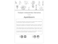 Zdjęcie: Tulipan Apeldoorn czerwony 4 sztuk W.LEGUTKO