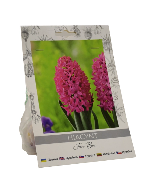 Zdjęcie: Hiacynt Jan Bos W.LEGUTKO