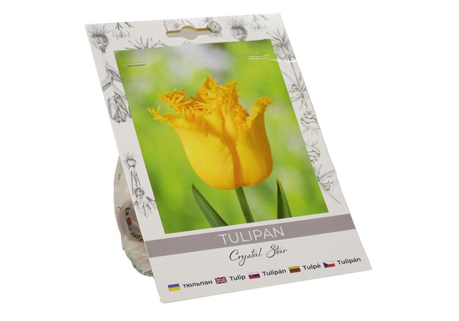 Zdjęcie: Tulipan Crystal Star W.LEGUTKO