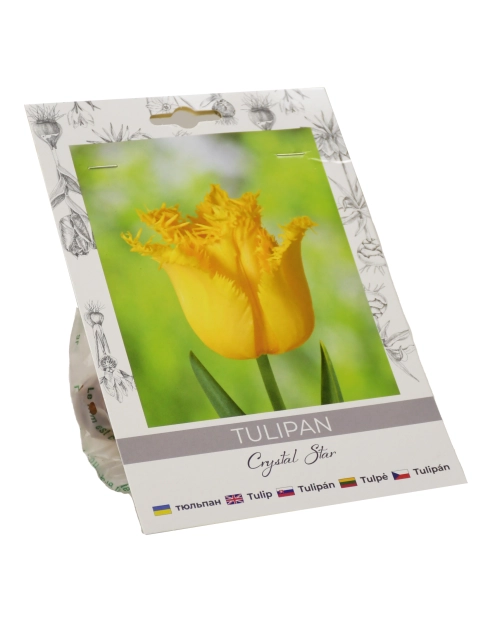 Zdjęcie: Tulipan Crystal Star W.LEGUTKO