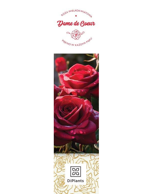 Zdjęcie: Róża wielkokwiatowa Dame de Coeur DIPLANTS