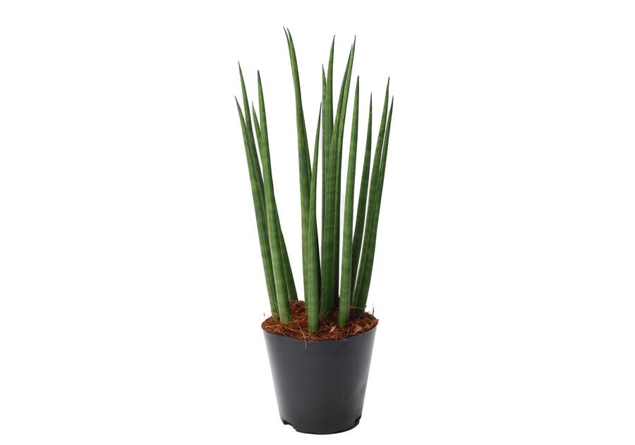 Zdjęcie: Sansevieria Cylindryczna