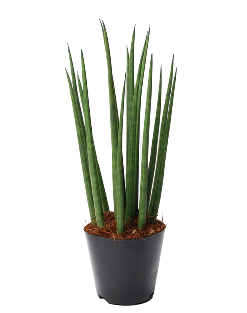 Zdjęcie: Sansevieria Cylindryczna