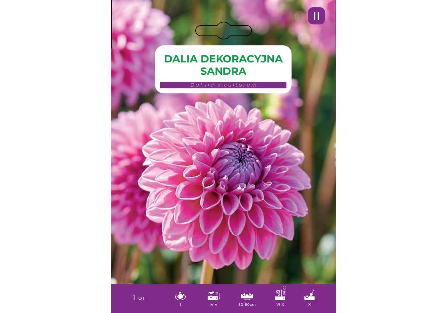 Zdjęcie: Dalia ogrodowa Sandra LEGUTKO