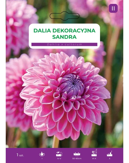 Zdjęcie: Dalia ogrodowa Sandra LEGUTKO