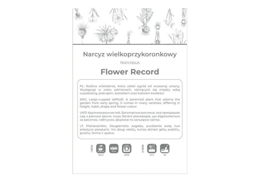 Zdjęcie: Narcyz Flower Record biało-żółty 3 sztuki W.LEGUTKO