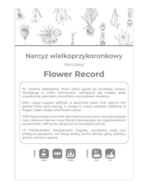 Zdjęcie: Narcyz Flower Record biało-żółty 3 sztuki W.LEGUTKO
