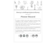 Zdjęcie: Narcyz Flower Record biało-żółty 3 sztuki W.LEGUTKO