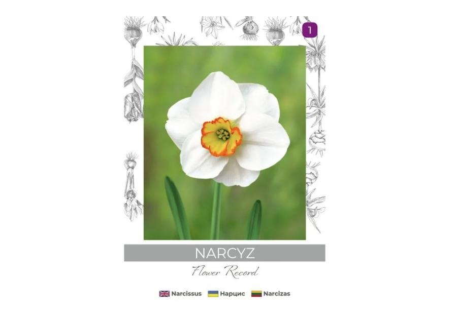 Zdjęcie: Narcyz Flower Record biało-żółty 3 sztuki W.LEGUTKO