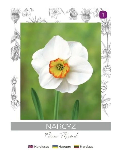 Zdjęcie: Narcyz Flower Record biało-żółty 3 sztuki W.LEGUTKO