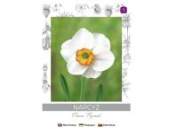 Zdjęcie: Narcyz Flower Record biało-żółty 3 sztuki W.LEGUTKO